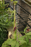 Dracunculus vulgaris RCP6-2012 146.JPG